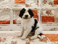 Han F1B Medium Bernedoodle, a male Bernedoodle and Poodle - Standard  for sale in Huntington, IN – 1 of 7
