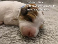 Obiwan F1B Medium Bernedoodle, a male Bernedoodle for sale in Huntington, IN – 2 of 4