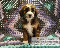 Ahsoka F1B Medium Bernedoodle, a female Bernedoodle and Poodle - Standard  for sale in Huntington, IN – 2 of 9