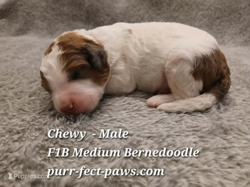 Chewy F1B Medium Bernedoodle – Bernedoodle puppy for sale in Huntington, IN