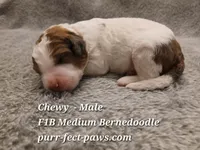 Chewy F1B Medium Bernedoodle, a male Bernedoodle for sale in Huntington, IN – 1 of 4