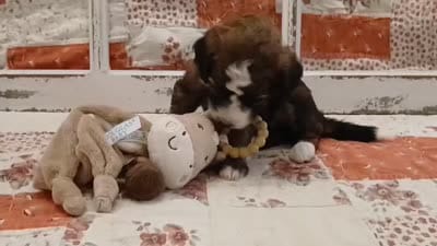 Ahsoka F1B Medium Bernedoodle, a female Bernedoodle and Poodle - Standard  for sale in Huntington, IN – 3 of 7