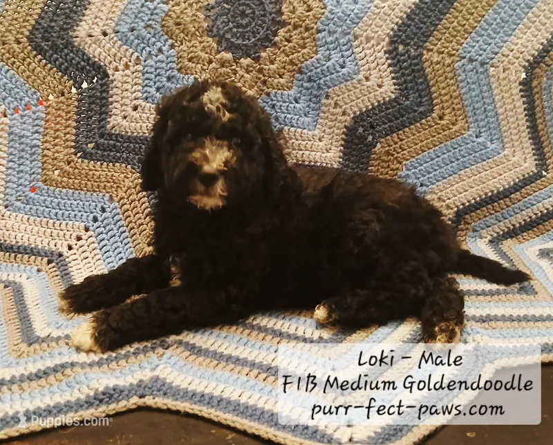 Loki F1B Medium Goldendoodle – Goldendoodle, Poodle - Standard  puppy for sale in Huntington, IN