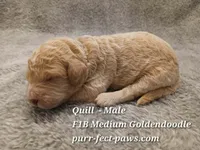 Quill F1B Medium Goldendoodle, a male Goldendoodle for sale in Huntington, IN – 2 of 4