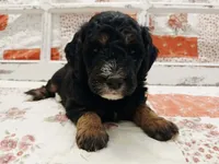 Shuri F1B Medium Goldendoodle, a female Goldendoodle and Poodle - Standard  for sale in Huntington, IN – 2 of 7