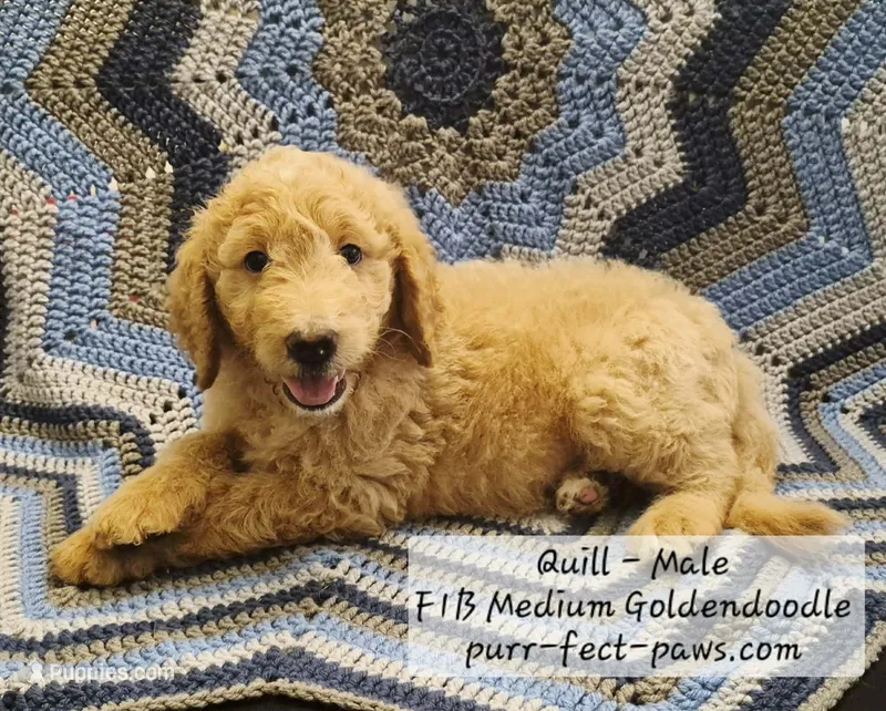 Quill F1B Medium Goldendoodle – Goldendoodle, Poodle - Standard  puppy for sale in Huntington, IN