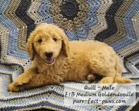 Quill F1B Medium Goldendoodle, a male Goldendoodle and Poodle - Standard  for sale in Huntington, IN – 1 of 9