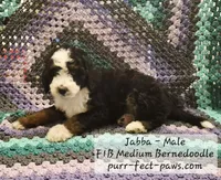 Jabba F1B Medium Bernedoodle, a male Bernedoodle and Poodle - Standard  for sale in Huntington, IN – 2 of 9