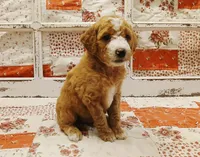 Scarlet F1B Medium Goldendoodle, a female Goldendoodle and Poodle - Standard  for sale in Huntington, IN – 2 of 7