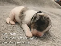 Rex F1B Medium Bernedoodle, a male Bernedoodle for sale in Huntington, IN – 2 of 4