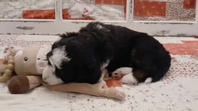 Jabba F1B Medium Bernedoodle, a male Bernedoodle and Poodle - Standard  for sale in Huntington, IN – 5 of 9