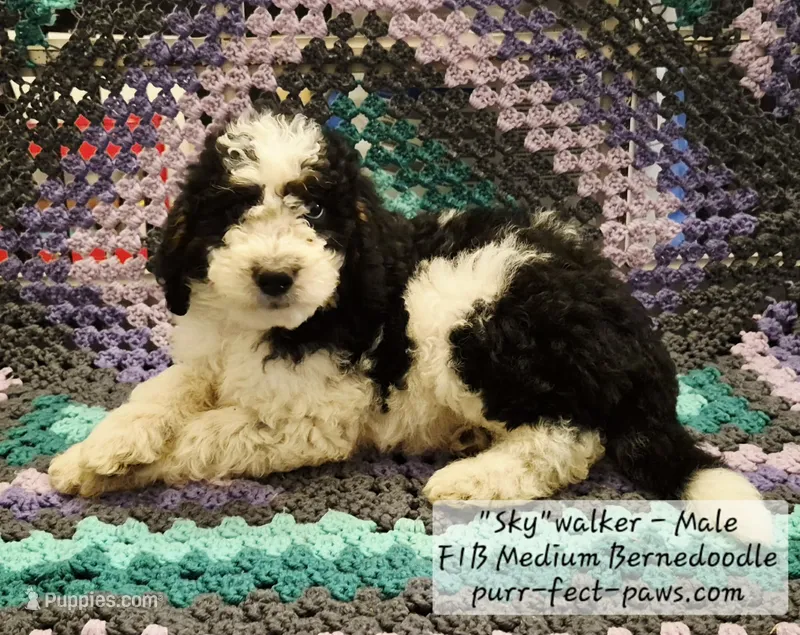 Skywalker F1B Medium Bernedoodle – Bernedoodle, Poodle - Standard  puppy for sale in Huntington, IN