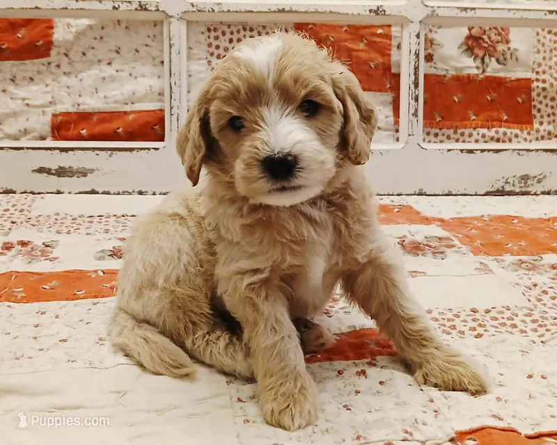 Vision F1B Medium Goldendoodle – Goldendoodle puppy for sale in Huntington, IN