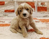 Vision F1B Medium Goldendoodle, a male Goldendoodle and Poodle - Standard  for sale in Huntington, IN – 1 of 7