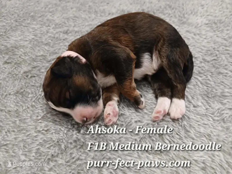 Ahsoka F1B Medium Bernedoodle – Bernedoodle puppy for sale in Huntington, IN