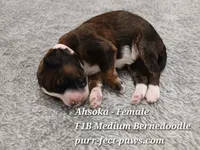 Ahsoka F1B Medium Bernedoodle, a female Bernedoodle for sale in Huntington, IN – 1 of 4