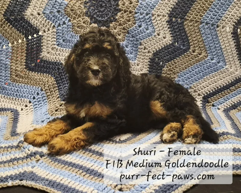Shuri F1B Medium Goldendoodle – Goldendoodle, Poodle - Standard  puppy for sale in Huntington, IN