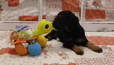 Shuri F1B Medium Goldendoodle, a female Goldendoodle and Poodle - Standard  for sale in Huntington, IN – 3 of 7