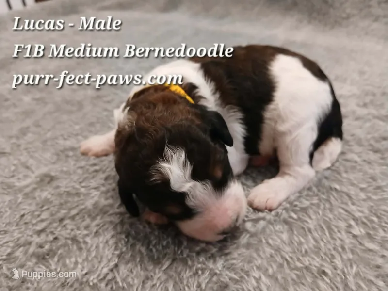 Lucas F1B Medium Bernedoodle – Bernedoodle puppy for sale in Huntington, IN
