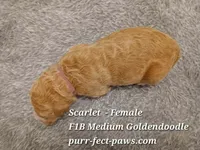 Scarlet F1B Medium Goldendoodle, a female Goldendoodle for sale in Huntington, IN – 4 of 4