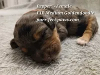Pepper F1B Medium Goldendoodle, a female Goldendoodle for sale in Huntington, IN – 3 of 4