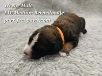 Wren F1B Medium Bernedoodle, a male Bernedoodle for sale in Huntington, IN – 1 of 4