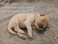 Vision F1B Medium Goldendoodle, a male Goldendoodle for sale in Huntington, IN – 2 of 4