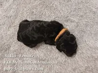 Nakia F1B Medium Goldendoodle, a female Goldendoodle for sale in Huntington, IN – 4 of 4