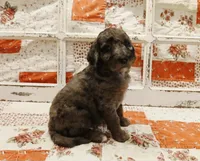 Parker F1B Medium Goldendoodle, a female Goldendoodle for sale in Huntington, IN – 2 of 7