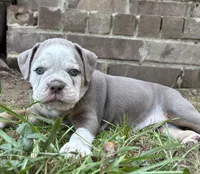 Ace, a male Olde English Bulldogge for sale in Fort Payne, AL – 2 of 5