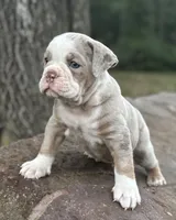 Samson, a male Olde English Bulldogge for sale in Fort Payne, AL – 3 of 5