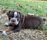 Bruno, a male Olde English Bulldogge for sale in Fort Payne, AL – 4 of 6