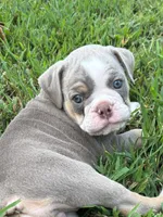 Baylie, a female Olde English Bulldogge for sale in Fort Payne, AL – 5 of 7