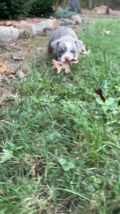 Baylie, a female Olde English Bulldogge for sale in Fort Payne, AL – 7 of 7