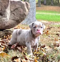 Teddy , a male Olde English Bulldogge for sale in Fort Payne, AL – 2 of 7