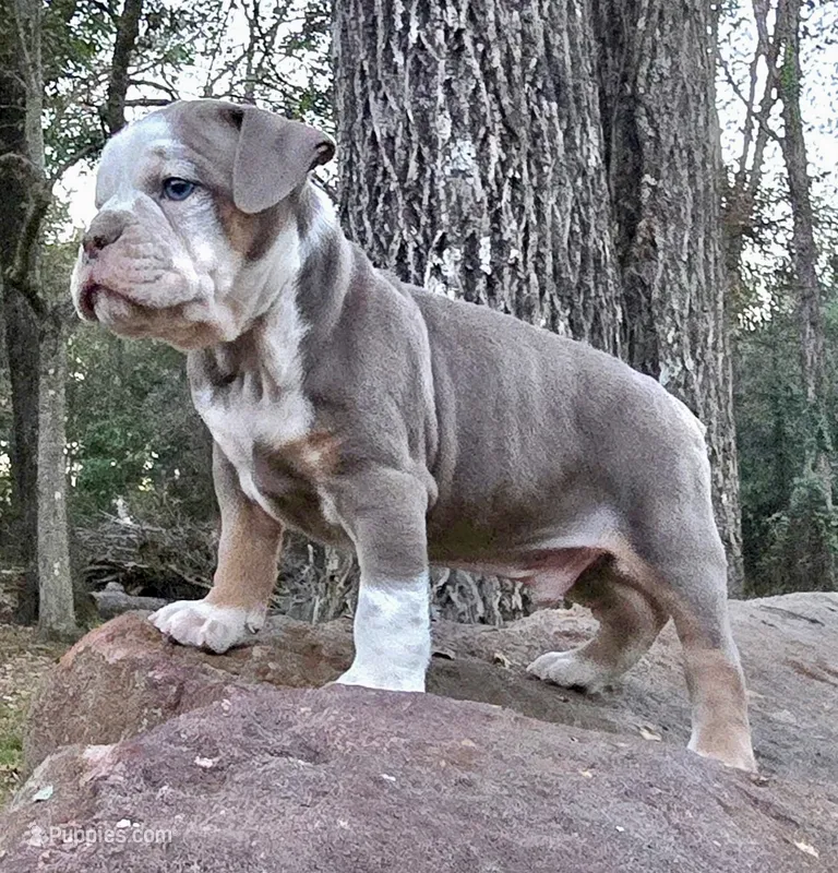 Ace – Olde English Bulldogge puppy for sale in Fort Payne, AL