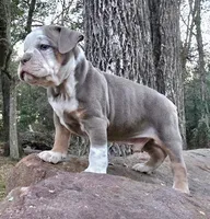 Ace, a male Olde English Bulldogge for sale in Fort Payne, AL – 1 of 5