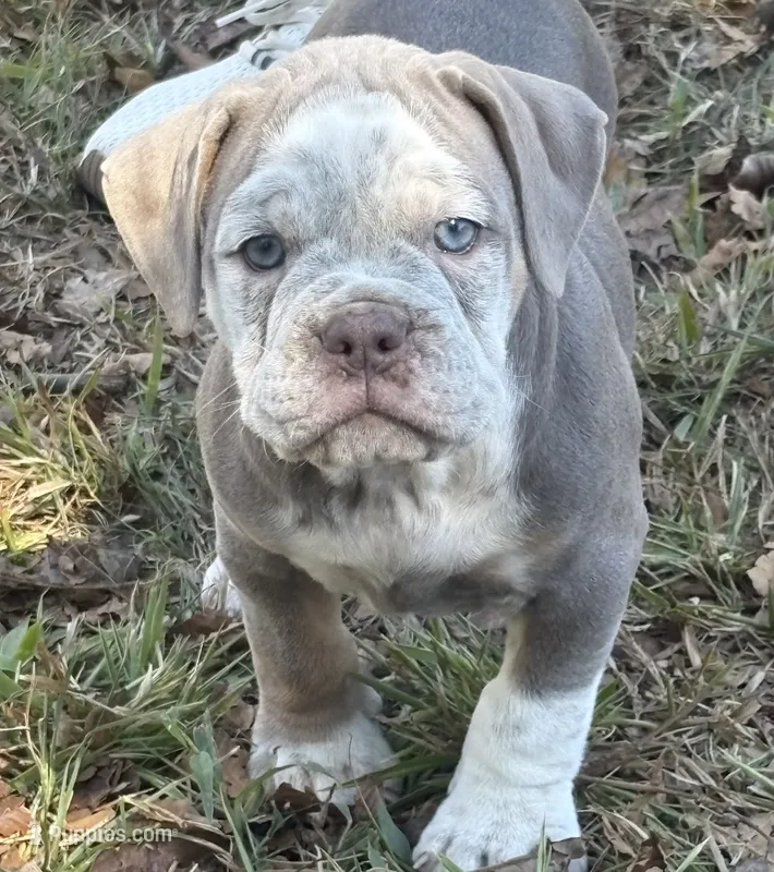 Ace – Olde English Bulldogge puppy for sale in Fort Payne, AL