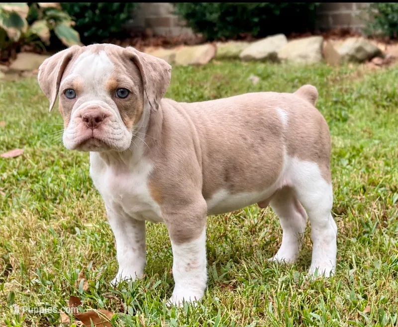 Benson – Olde English Bulldogge puppy for sale in Fort Payne, AL
