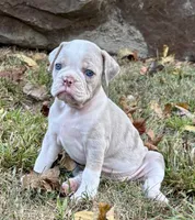 Willow, a female Olde English Bulldogge for sale in Fort Payne, AL – 4 of 7