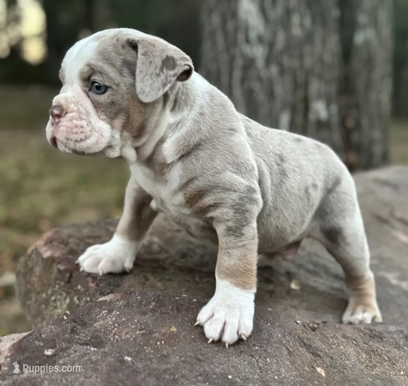 Samson – Olde English Bulldogge puppy for sale in Fort Payne, AL