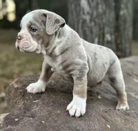 Samson, a male Olde English Bulldogge for sale in Fort Payne, AL – 1 of 5