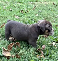 Bruno, a male Olde English Bulldogge for sale in Fort Payne, AL – 2 of 6