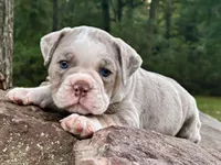 Samson, a male Olde English Bulldogge for sale in Fort Payne, AL – 2 of 5
