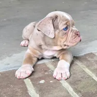 Teddy , a male Olde English Bulldogge for sale in Fort Payne, AL – 4 of 7