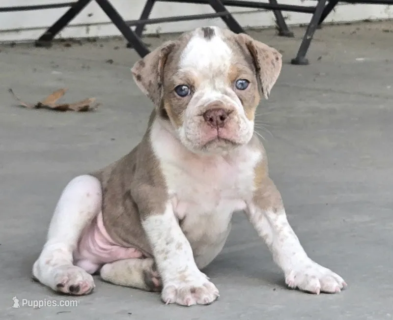 Benson – Olde English Bulldogge puppy for sale in Fort Payne, AL