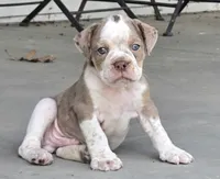 Benson, a male Olde English Bulldogge for sale in Fort Payne, AL – 1 of 5
