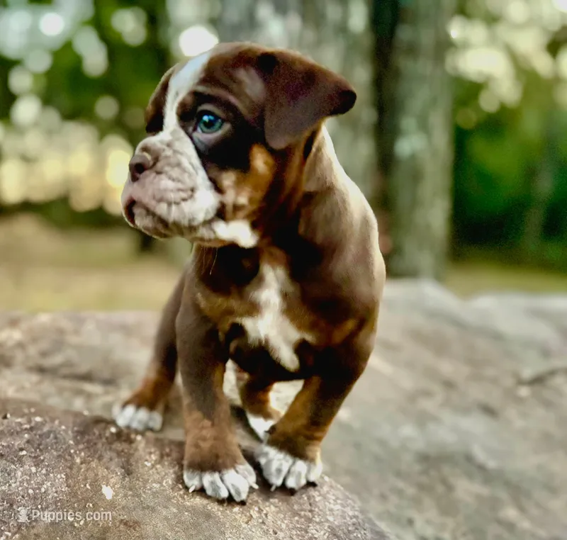 Bruno – Olde English Bulldogge puppy for sale in Fort Payne, AL