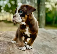 Bruno, a male Olde English Bulldogge for sale in Fort Payne, AL – 1 of 6