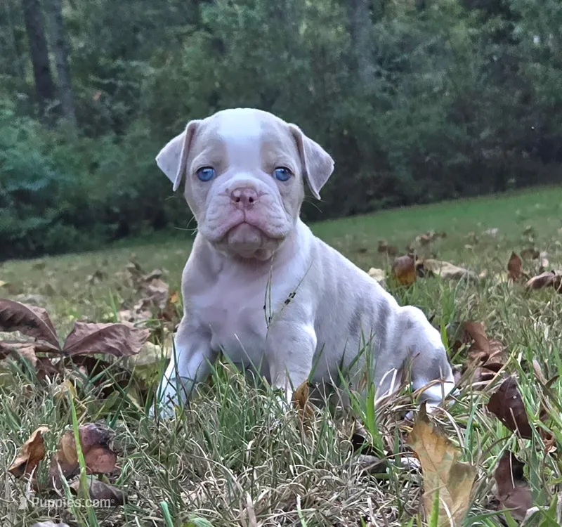Willow – Olde English Bulldogge puppy for sale in Fort Payne, AL